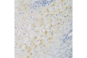 Immunohistochemistry of paraffin-embedded human esophagus using NME4 antibody at dilution of 1:100 (40x lens). (NME4 Antikörper)