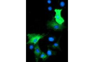 Anti-HDAC6 mouse monoclonal antibody (ABIN2453924) immunofluorescent staining of COS7 cells transiently transfected by pCMV6-ENTRY HDAC6 (RC209649). (HDAC6 Antikörper)