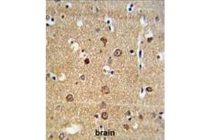 ADAM19 Antibody (Center) IHC analysis in formalin fixed and paraffin embedded brain tissue followed by peroxidase conjugation of the secondary antibody and DAB staining. (ADAM19 Antikörper  (Middle Region))