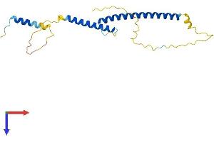 MXD3 Protein (AA 1-206) (His tag)
