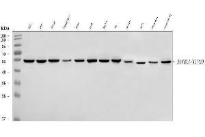 Western blot analysis of TIP49A/RUVBL1 using anti-TIP49A/RUVBL1 antibody (ABIN7599928). (RUVBL1 Antikörper  (AA 13-23))