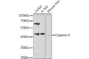 Western blot analysis of extracts of various cell lines using Caspase-9 Polyclonal Antibody at dilution of 1:300. (Caspase 9 Antikörper)