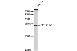 Western blot analysis of extracts of mouse liver, using F/F/UBD antibody (ABIN6131598, ABIN6149778, ABIN6149780 and ABIN6221159) at 1:1000 dilution. (UBD Antikörper  (AA 1-165))