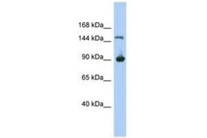 Image no. 1 for anti-Hypothetical MGC50722 (MGC50722) (AA 71-120) antibody (ABIN6743933) (MGC50722 Antikörper  (AA 71-120))