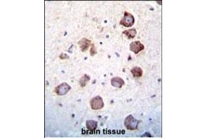 EGF Antibody (Center)  immunohistochemistry analysis in formalin fixed and paraffin embedded human brain tissue followed by peroxidase conjugation of the secondary antibody and DAB staining.