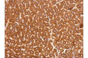 IHC-P Image GSTP1 antibody [N1N2], N-term detects GSTP1 protein at cytosol on mouse liver by immunohistochemical analysis. (GSTP1 Antikörper  (N-Term))