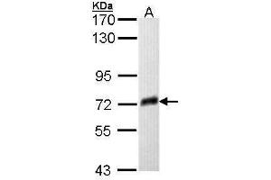 WB Image Sample (30 ug of whole cell lysate) A: Molt-4 , 7. (Prosaposin Antikörper)