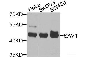 Western blot analysis of extracts of various cell lines using SAV1 Polyclonal Antibody at dilution of 1:1000. (SAV1 Antikörper)