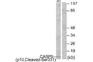 Western blot analysis of extracts from 293 cells, treated with etoposide (25uM, 1hour), using CASP5 (p10, Cleaved-Ser331) antibody. (CASP5 Antikörper  (Cleaved-Ser331, Subunit p10))