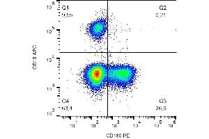 Surface staining of human peripheral blood cells with anti-CD160 (BY55) PE. (CD160 Antikörper  (PE))