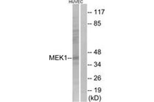 Western blot analysis of extracts from HuvEc cells, using MEK1 (Ab-298) Antibody. (MEK1 Antikörper  (AA 264-313))