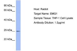 Host: Rabbit Target Name: EMG1 Sample Type: THP-1 Whole Cell lysates Antibody Dilution: 1. (EMG1 Antikörper  (C-Term))