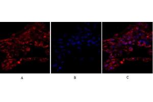 Immunofluorescence analysis of human lung tissue. (alpha Tubulin Antikörper  (AA 380-460))