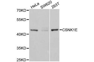 Western blot analysis of extracts of various cell lines, using CSNK1E antibody. (CK1 epsilon Antikörper)