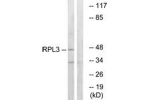 Western blot analysis of extracts from HT-29 cells, using RPL3 Antibody.