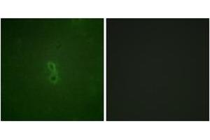 Immunofluorescence (IF) image for anti-BCL2-Like 1 (BCL2L1) (AA 13-62), (pThr47) antibody (ABIN1531492)