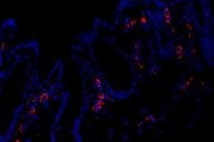 Immunofluorescent analysis of paraformaldehyde-fixed mouse rectum using FAM135B (ABIN7073910) at dilution of 1: 1000 (FAM135B Antikörper)