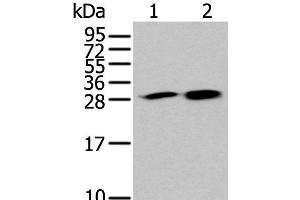 Western blot analysis of 293T and 231 cell lysates using HDHD2 Polyclonal Antibody at dilution of 1:400
