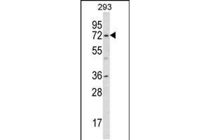 Western blot analysis in 293 cell line lysates (35ug/lane). (KCND1 Antikörper  (N-Term))