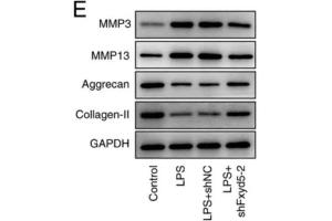 Western blot analysis showed that Fxyd5 knockdown reversed the LPS-induced ECM degradation in ATDC5 cells, as supported by MMP3 and MMP13 downregulation and aggrecan and collagen II upregulation in the shFxyd5 group compared with the shNC group. (Aggrecan Antikörper  (AA 34-147))