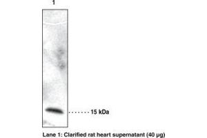 Image no. 1 for anti-Retinol Binding Protein 7, Cellular (RBP7) antibody (ABIN2450401) (RBP7 Antikörper)