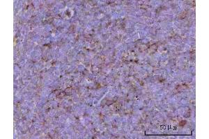 IHC analysis of CD39/Entpd1 using anti-CD39/Entpd1 antibody (ABIN7601581). (CD39 Antikörper  (AA 39-475))