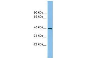 Image no. 1 for anti-Alcohol Dehydrogenase 5 (Class III), chi Polypeptide (ADH5) (C-Term) antibody (ABIN6744917) (ADH5 Antikörper  (C-Term))