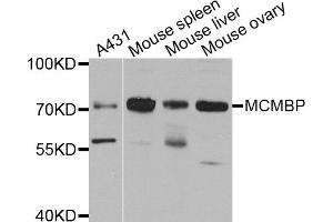 Western blot analysis of extracts of various cell lines, using MCMBP antibody. (MCMBP Antikörper)