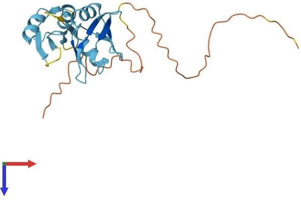 SFRS9 Protein (AA 1-221) (His tag)
