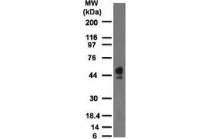 Western blot testing of human spleen lysate with CD63 antibody at 2 ug/ml. (CD63 Antikörper)