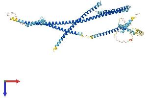 Protein Structure (PS) image for KIAA1984 (KIAA1984) (AA 1-534) protein (His tag) (ABIN7561921)