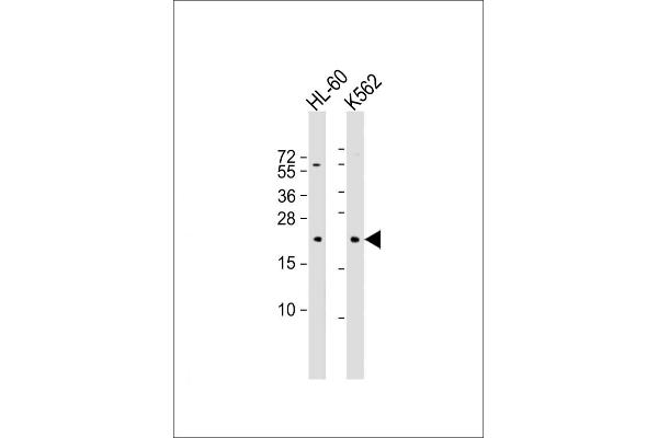 GTSF1 Antikörper  (AA 37-66)