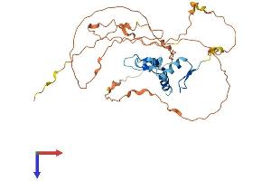 KLF3 Protein (AA 1-344) (His tag)