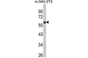 Western blot analysis of GDF10 Antibody (Center) in NIH-3T3 cell line lysates (35ug/lane). (GDF10 Antikörper  (Middle Region))