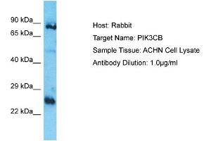Host: Rabbit Target Name: PIK3CB Sample Type: ACHN Whole Cell lysates Antibody Dilution: 1. (PIK3CB Antikörper  (N-Term))