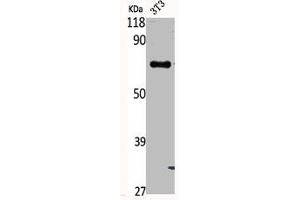 Western Blot analysis of NIH-3T3 cells using Phospho-Syk (Y348) Polyclonal Antibody