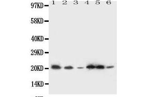 Western Blotting (WB) image for anti-Signal Sequence Receptor gamma (SSRg) (AA 8-23), (N-Term) antibody (ABIN3044181) (SSR3 Antikörper  (N-Term))