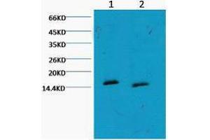 Western Blot (WB) analysis of HeLa, diluted at 1) 1:1000, 2) 1:3000. (Histone 3 Antikörper  (H3K79me))