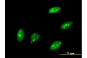 Immunofluorescence of monoclonal antibody to TEAD3 on HeLa cell. (TEAD3 Antikörper  (AA 215-302))