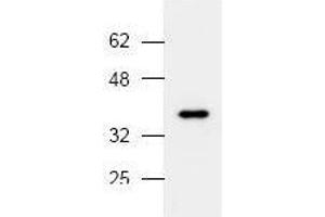 Image no. 1 for anti-Mitogen-Activated Protein Kinase 14 (MAPK14) (N-Term) antibody (ABIN127010) (MAPK14 Antikörper  (N-Term))