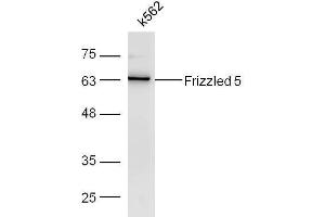 K562 cell lysates probed with Rabbit Anti-Frizzled 5/8 Polyclonal Antibody, Unconjugated  at 1:500 for 90 min at 37˚C. (Frizzled5/8 Antikörper  (AA 51-150))