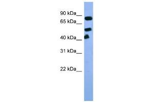 WB Suggested Anti-Arnt Antibody Titration:  0. (ARNT Antikörper  (C-Term))