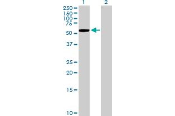 KLHL7 antibody  (AA 1-586)