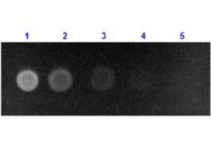 Dot Blot results of Rabbit Anti-Human Serum Albumin Antibody Fluorescein Conjugate. (Albumin Antikörper  (FITC))