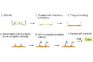 Cell-Based protein phosphorylation procedure (ERK1/2, JNK, p38 MAPK ELISA Kit)