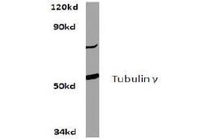 Image no. 2 for anti-Tubulin, gamma 1 (TUBG1) antibody (ABIN271969)