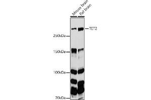 TET2 Antikörper  (AA 1833-2002)