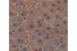 IHC-P analysis of Mouse Tissue, with DAB staining. (Glucocorticoid Receptor Antikörper  (AA 622-755))