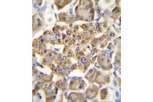 GIPR Antibody (N-term) A immunohistochemistry analysis in formalin fixed and paraffin embedded human pancreas tissue followed by peroxidase conjugation of the secondary antibody and DAB staining. (GIPR Antikörper  (N-Term))