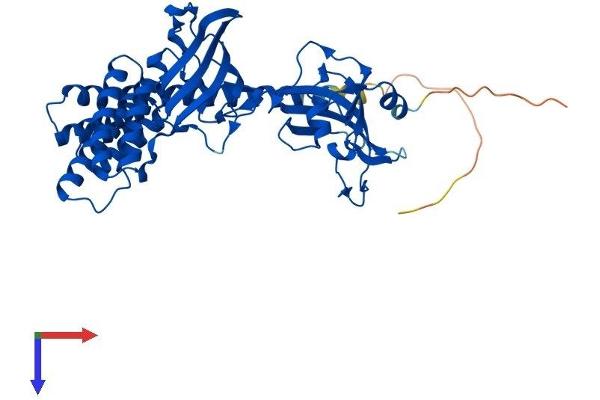 FKBP5 Protein (AA 1-457) (His tag)